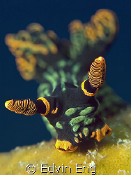 Charging Nudi. Taken in Tenggol with Canon G9, Inon Z240 ... by Edvin Eng 